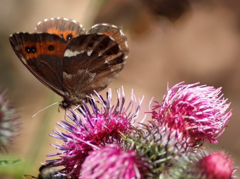 Nymphalidae Erebia